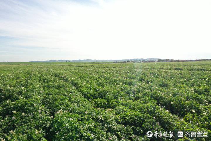 深壹点丨希森马铃薯产业集团：20年坚守小土豆长出大产业