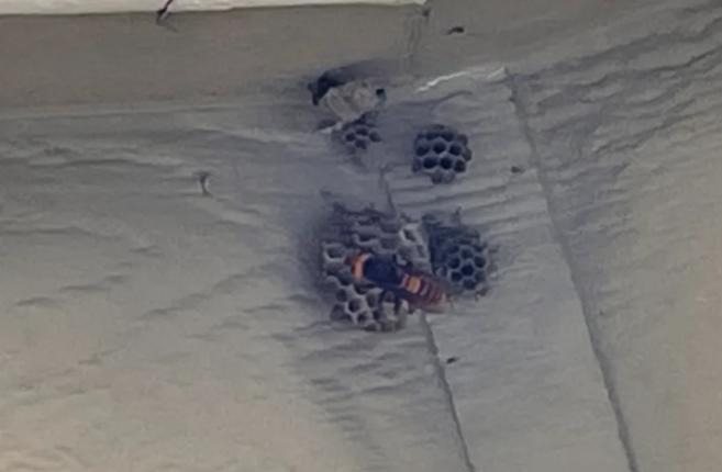 华盛顿州出现首例死亡病例,华盛顿州最新案件