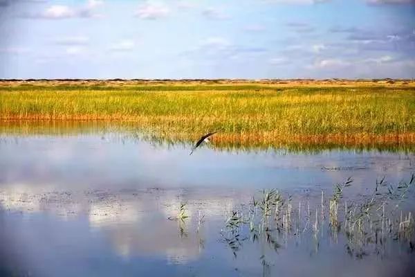 诗词名句赏析凉州诗,凉州古诗词中的诗意