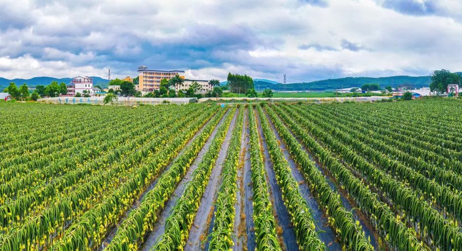 青秀区百强,青秀区百强区历年排行