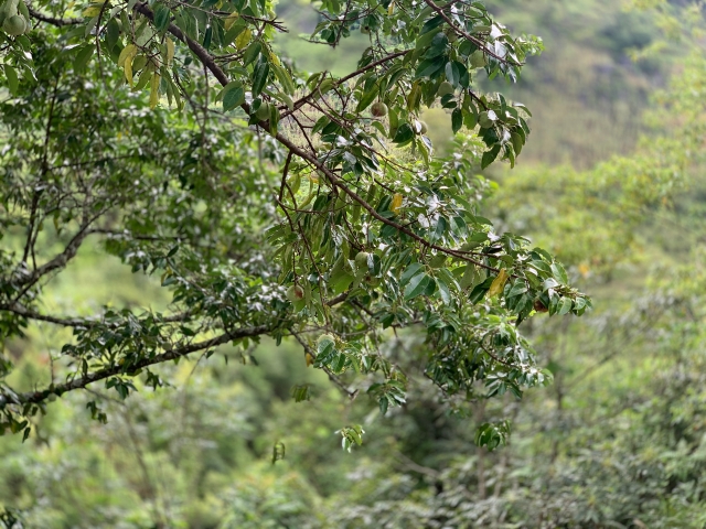 一棵历经千年的特殊树种,成了广南村民的“致富树”