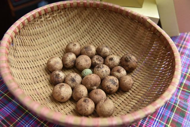 一棵历经千年的特殊树种,成了广南村民的“致富树”