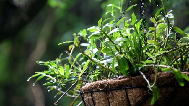 一棵历经千年的特殊树种,成了广南村民的“致富树”