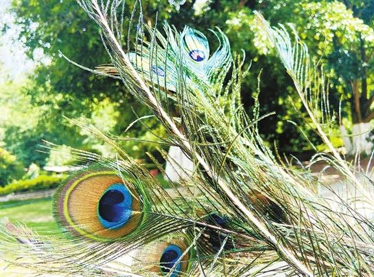 加强巡护力度保护生态资源,强化巡护保障森林安全