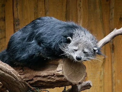 古巴变性手术,去国外做变性手术需要什么手续