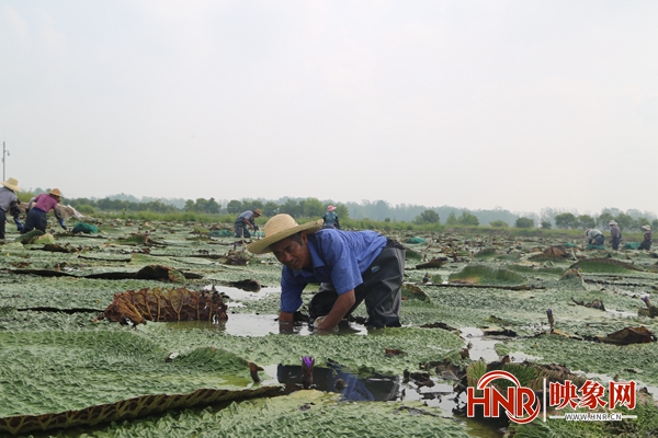 淮滨种芡实,致富经芡实种植