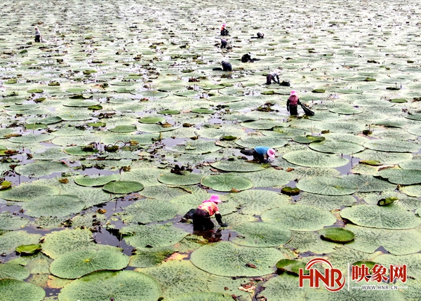 淮滨种芡实,致富经芡实种植