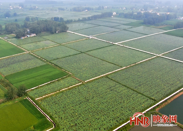 淮滨种芡实,致富经芡实种植