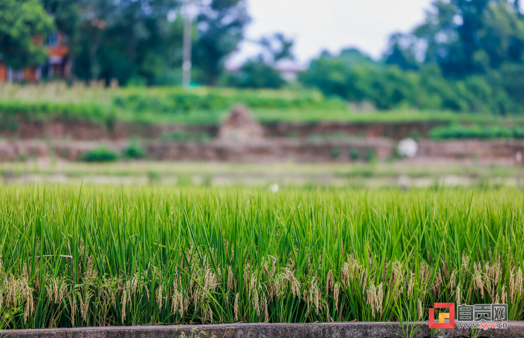 黑油砂加超白磨砂效果,黑油沙土优缺点