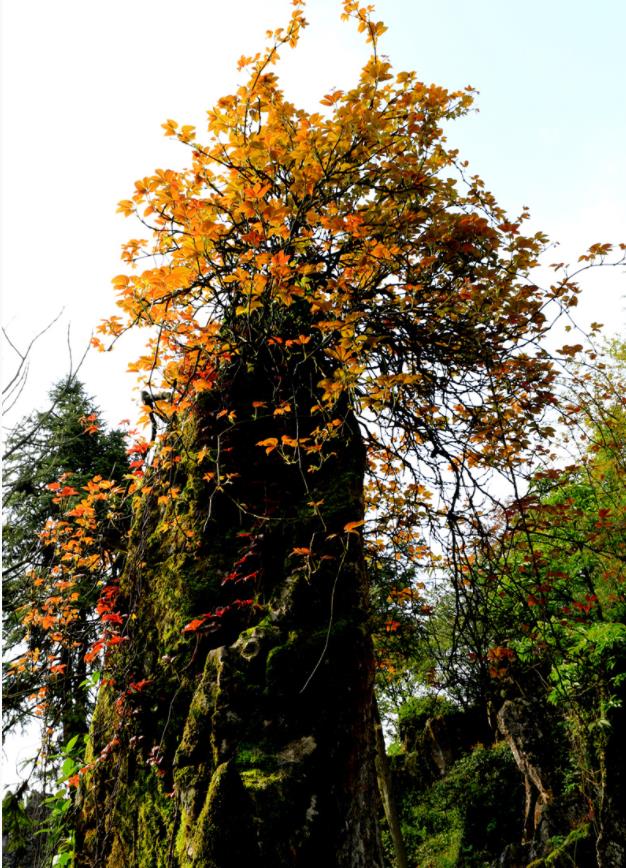 赓红续绿让华蓥山“亮”起来