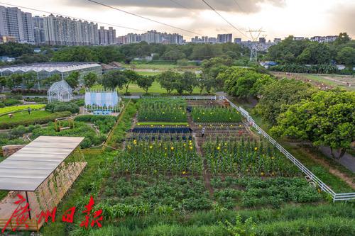 广州海珠区农田园,广州大都市农业园