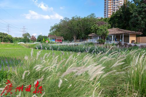 广州海珠区农田园,广州大都市农业园