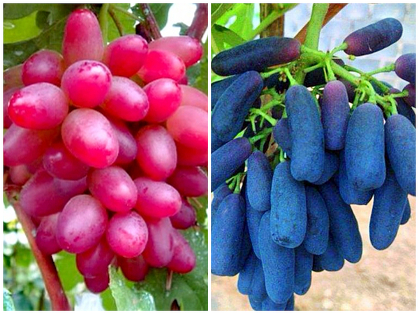 丹州街道后门村:小小葡萄孕育致富之路