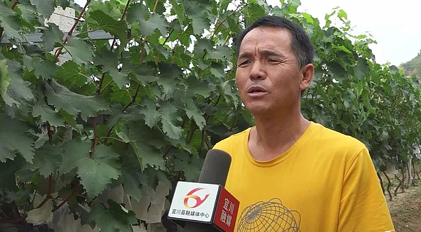 丹州街道后门村:小小葡萄孕育致富之路