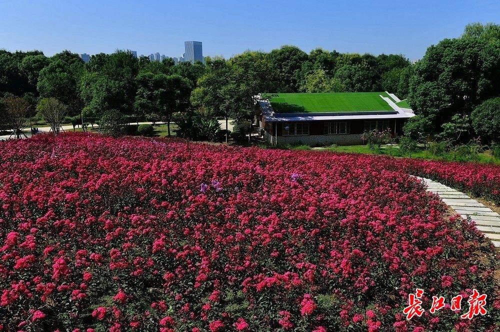 武汉上空飞机看武汉,看武汉高楼的地方