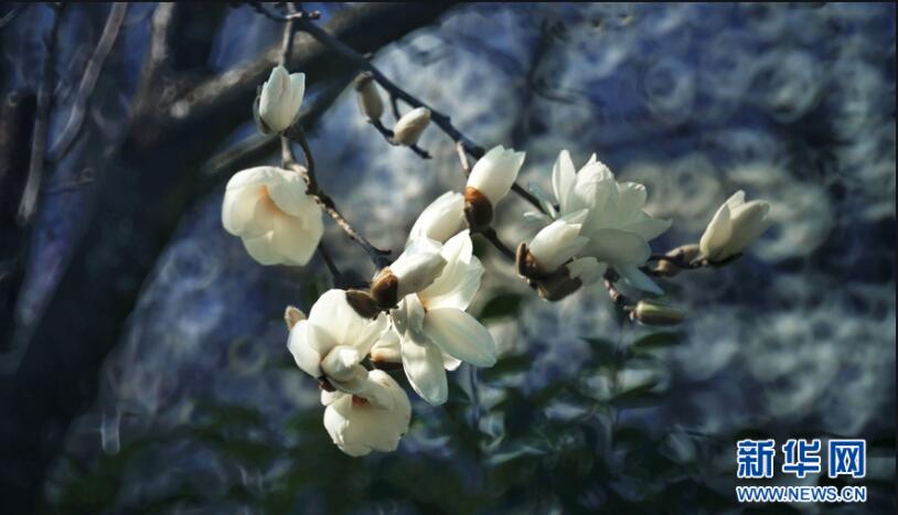 黄国钦‖祖屋旁，有一棵白玉兰