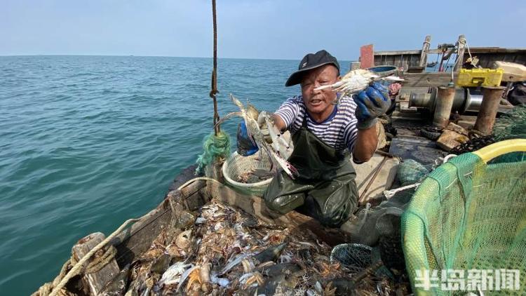 半岛聚焦丨从网捕到上码头仅1小时,最新鲜的“小船海鲜”怎么捕来的?