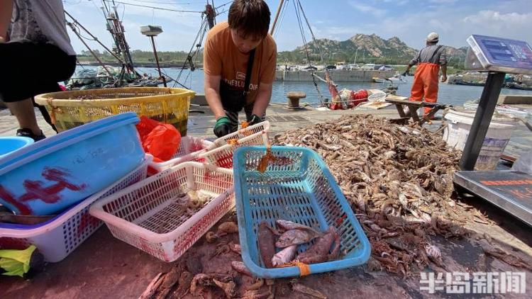 半岛聚焦丨从网捕到上码头仅1小时,最新鲜的“小船海鲜”怎么捕来的?