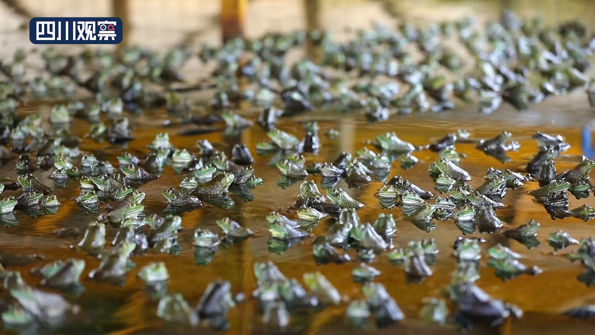 在希望的田野上杨淑清原声版,在希望的田野上杨青青