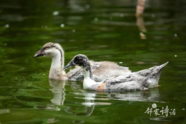 元曲经典欣赏天净沙秋思,天净沙秋思元曲包括什么和什么