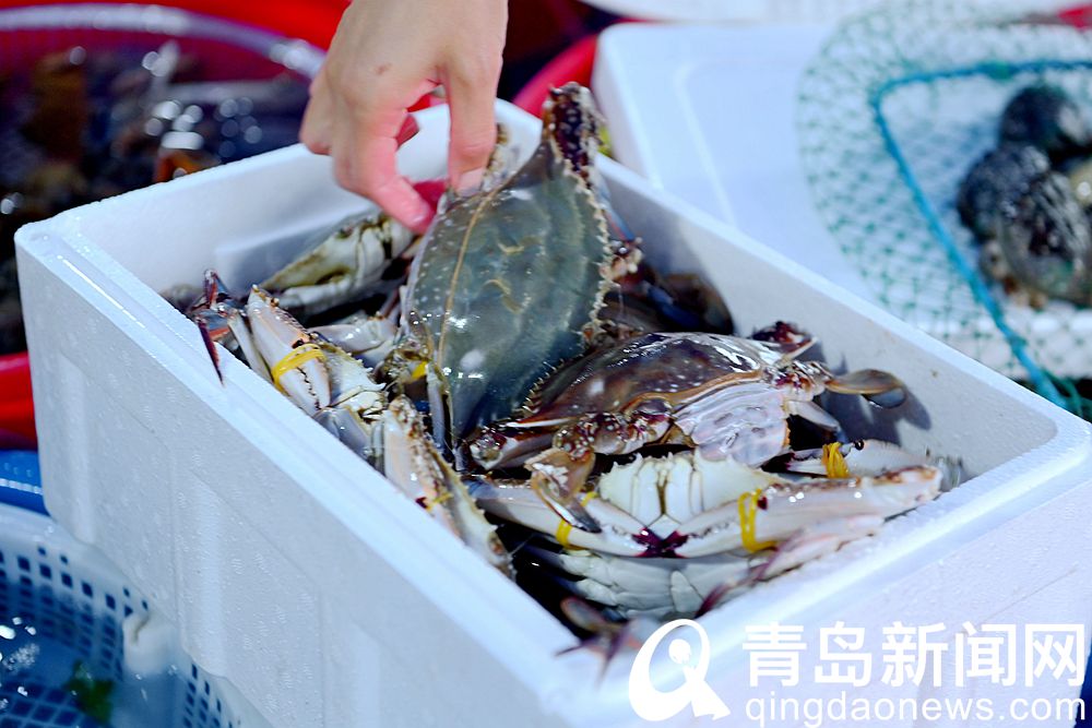 青岛海鲜直播七鲜海汇卖货,青岛海鲜水产直播卖货