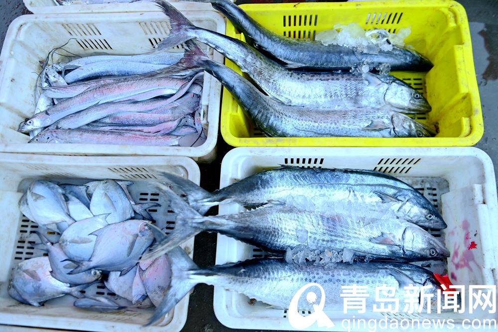 青岛海鲜直播七鲜海汇卖货,青岛海鲜水产直播卖货