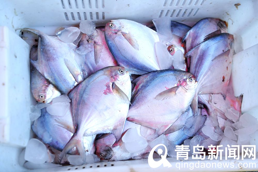 青岛海鲜直播七鲜海汇卖货,青岛海鲜水产直播卖货