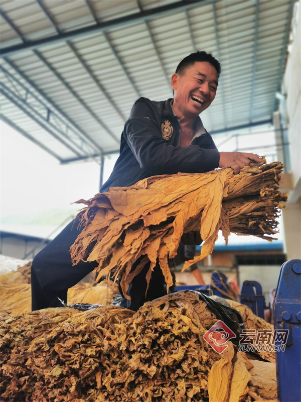 云南烤烟最新收购情况,寻甸烤烟收购价格表