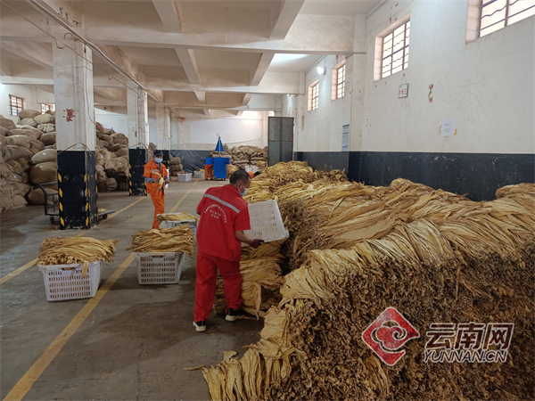 云南烤烟最新收购情况,寻甸烤烟收购价格表