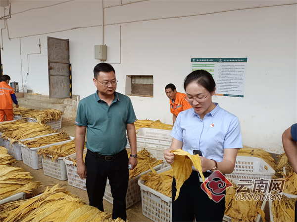 云南烤烟最新收购情况,寻甸烤烟收购价格表