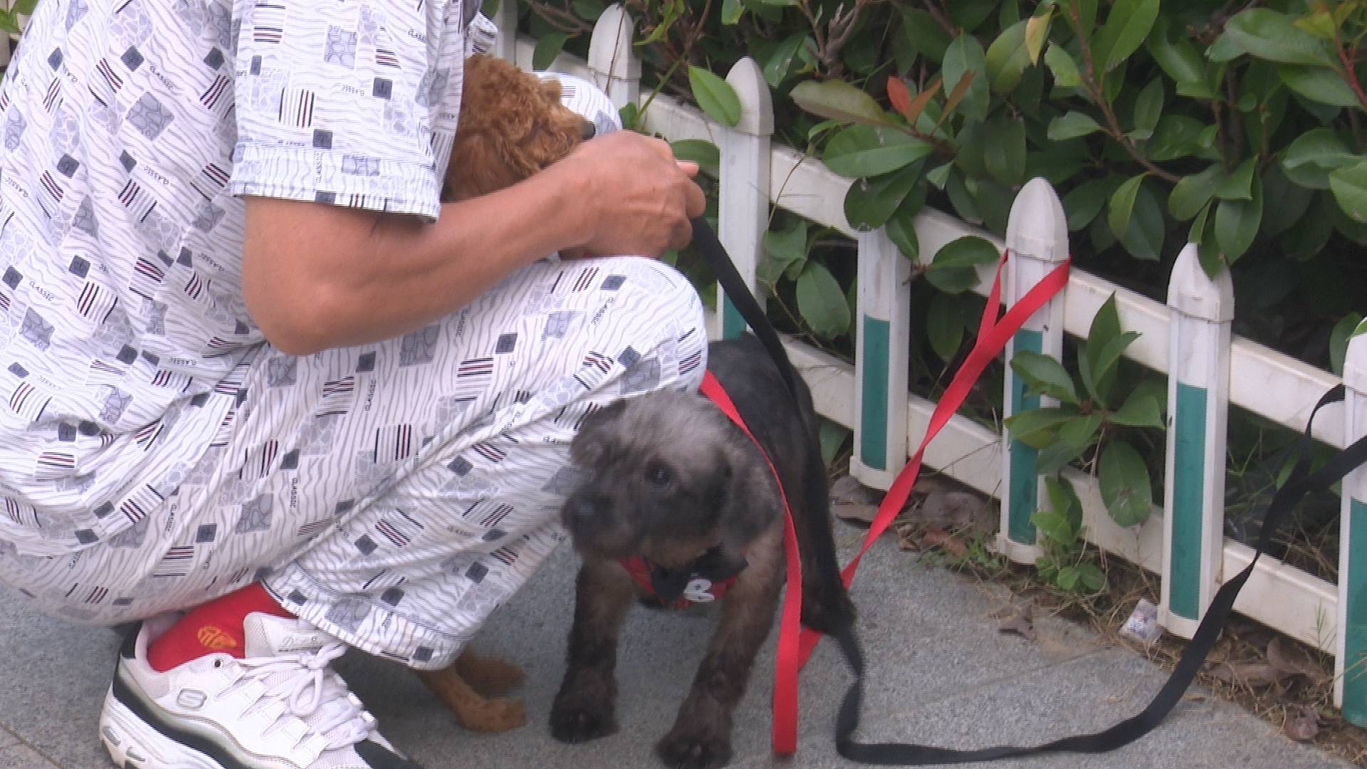 徐州开展违法养犬集中整治行动,江苏徐州禁养犬名单