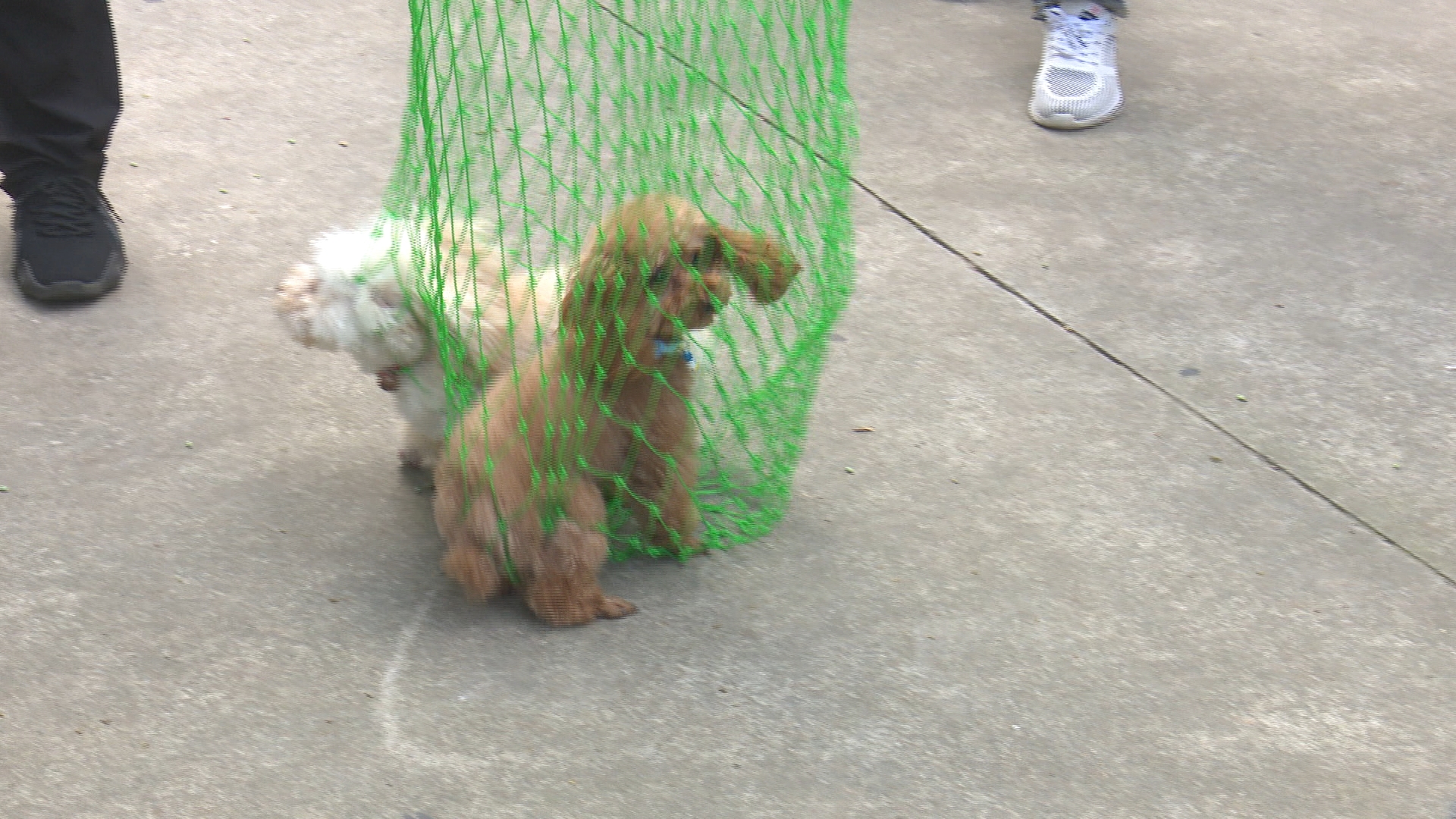 徐州开展违法养犬集中整治行动,江苏徐州禁养犬名单