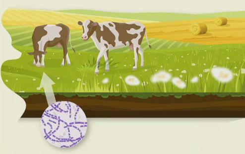 炭疽近期多发，如何预防？德州市疾控中心提醒：避免接触病死动物