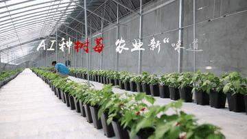 全球连线,全球连线谷爱凌