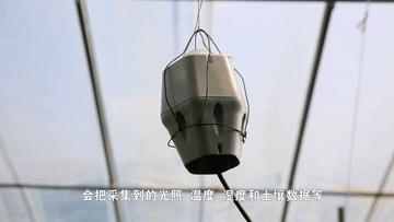 全球连线,全球连线谷爱凌