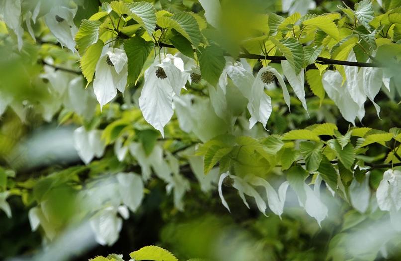 平武有“六度”，专治各种不舒服