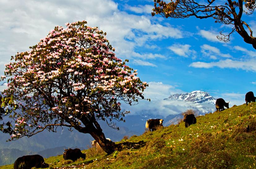 平武有“六度”,专治各种不舒服