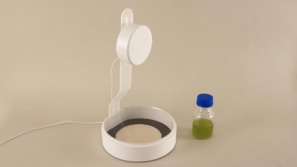 制作植物形状的日历,关于植物做成的日历