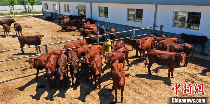 甘肃平凉崇信红牛,甘肃崇信红牛