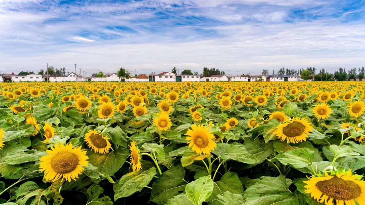 品美食、享农趣、逛集市……秋分,来八里桥过丰收节