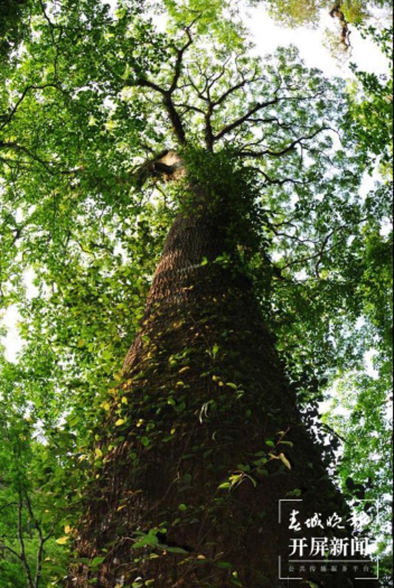 哪种植物被称为植物界的大熊猫,哪种植物被称为自然界的大熊猫