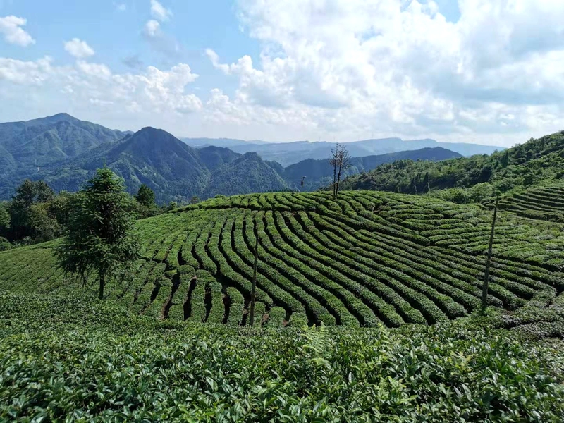 贵州丰收节有什么好吃的,贵州有哪些值得品尝的美食最新