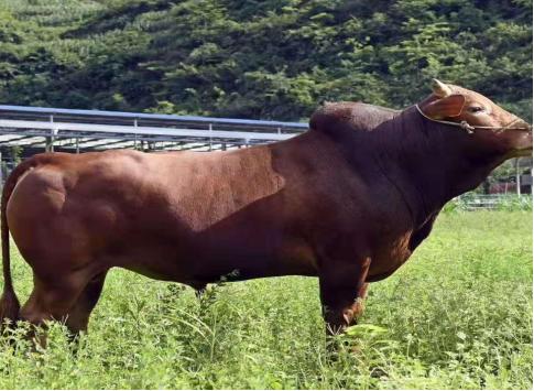 贵州丰收节有什么好吃的,贵州有哪些值得品尝的美食最新