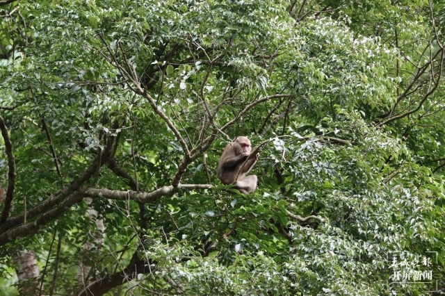 熊猴现身保山龙陵,龙陵小黑山拍摄地点在哪
