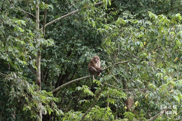 熊猴现身保山龙陵,龙陵小黑山拍摄地点在哪