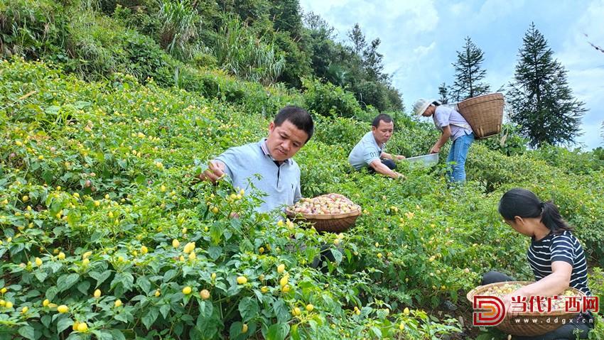 七彩椒能走绿通吗,七彩椒广西村里人家土特产