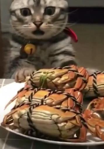 一顿操作猛如虎，螃蟹毫发无伤！吃不着的“纸螃蟹”套路深