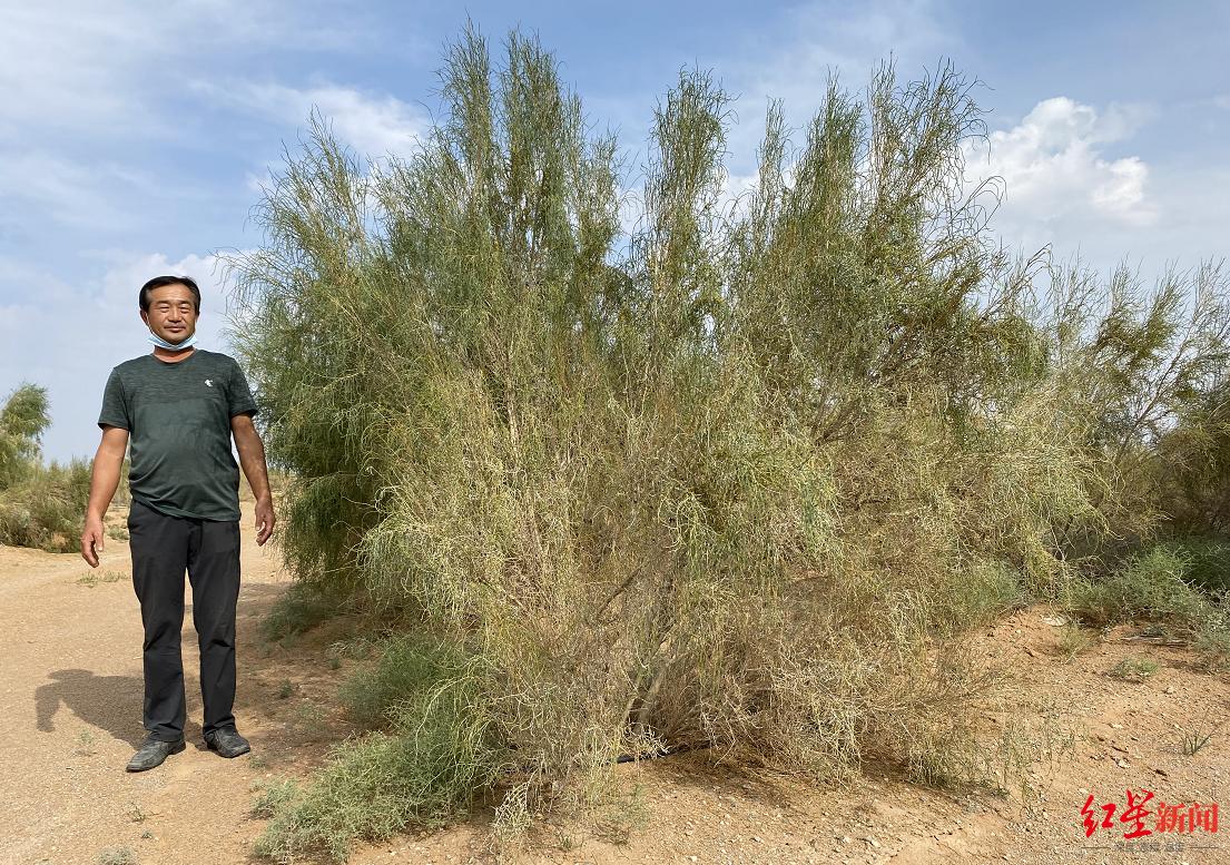 阿里蚂蚁森林怎么赚钱的,蚂蚁森林真的是阿里巴巴掏钱吗