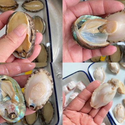 家常红烧肉鲍鱼怎么做最好吃,做鲍鱼红烧肉的教程