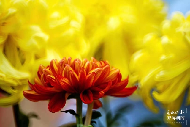 昆明国庆免费开放公园,国庆昆明这七大公园好看又好玩